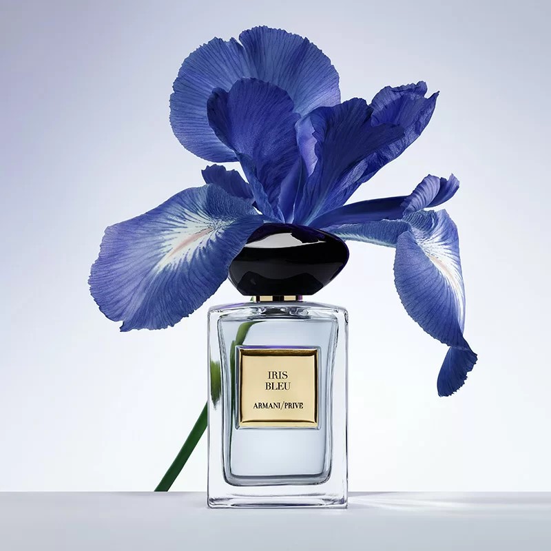 iris bleu