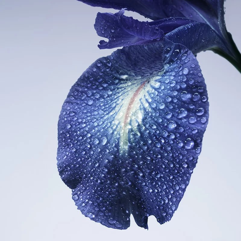 iris bleu